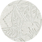 Blossom-White-Color-Swatch